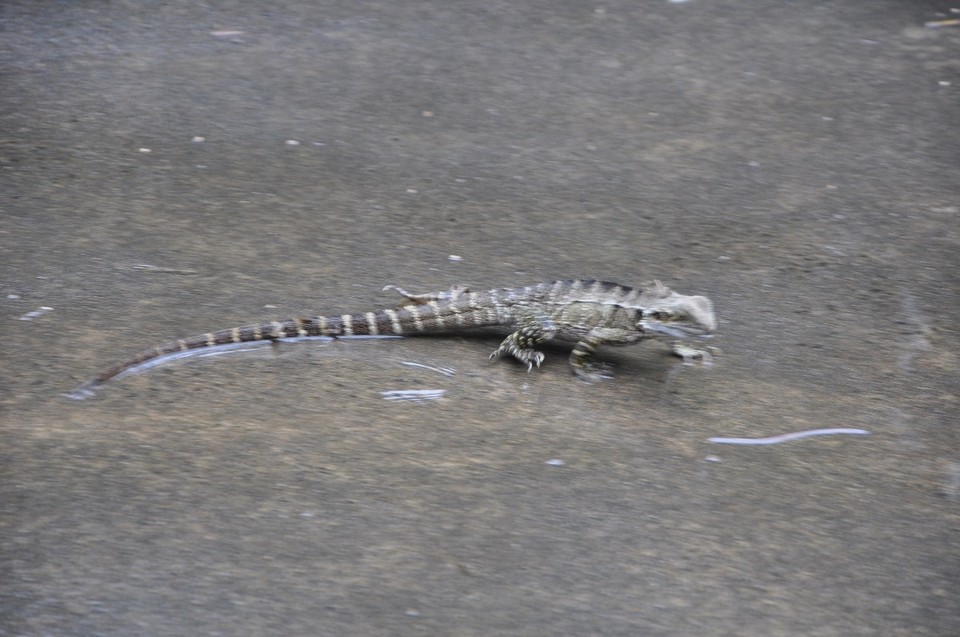 Australien - Noosa Heads - Echsen - Schreck