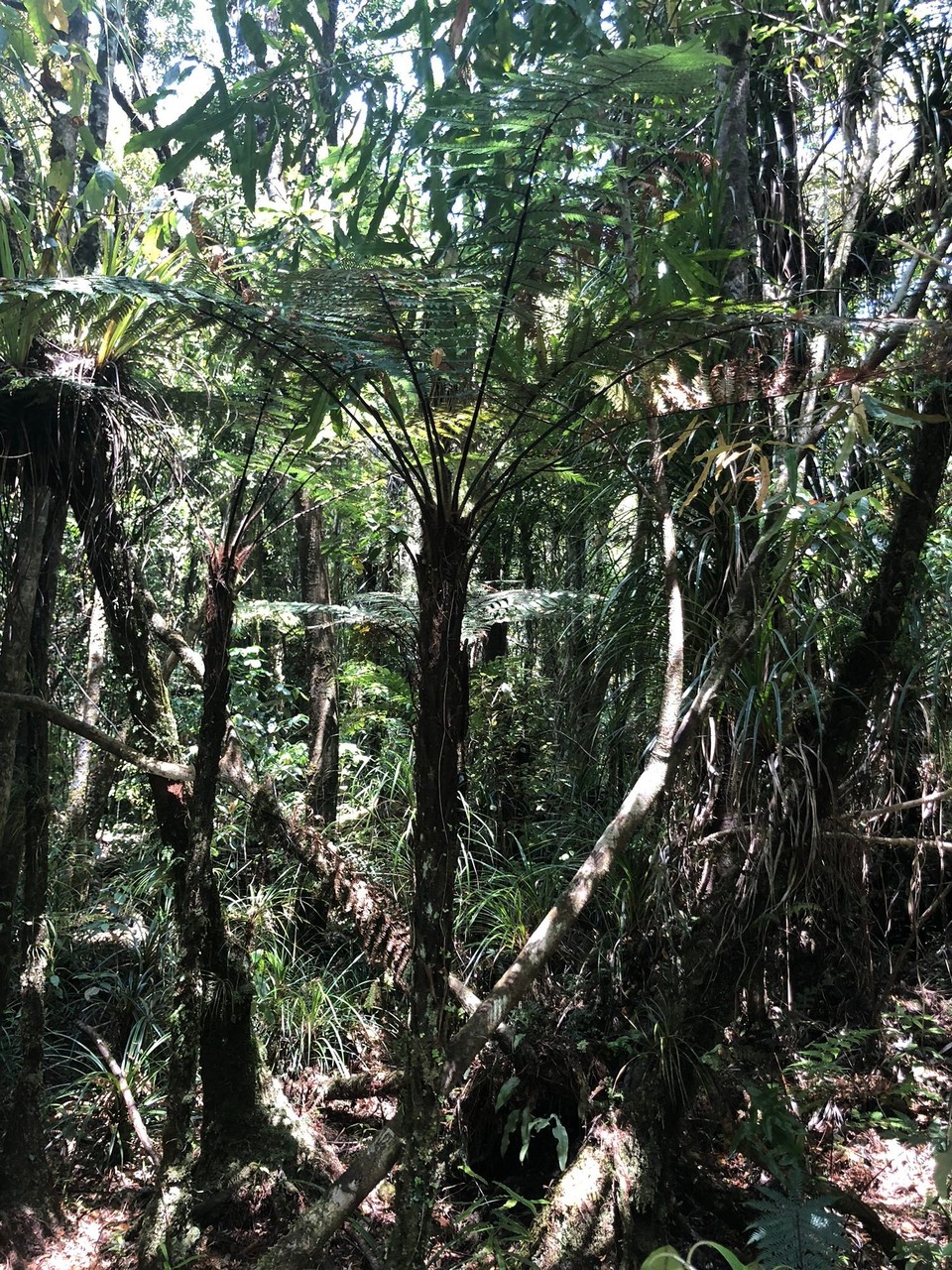 Neuseeland - Kaihu - Kurzer Bushwalk zu einem der ältesten und grössten Kauri Trees