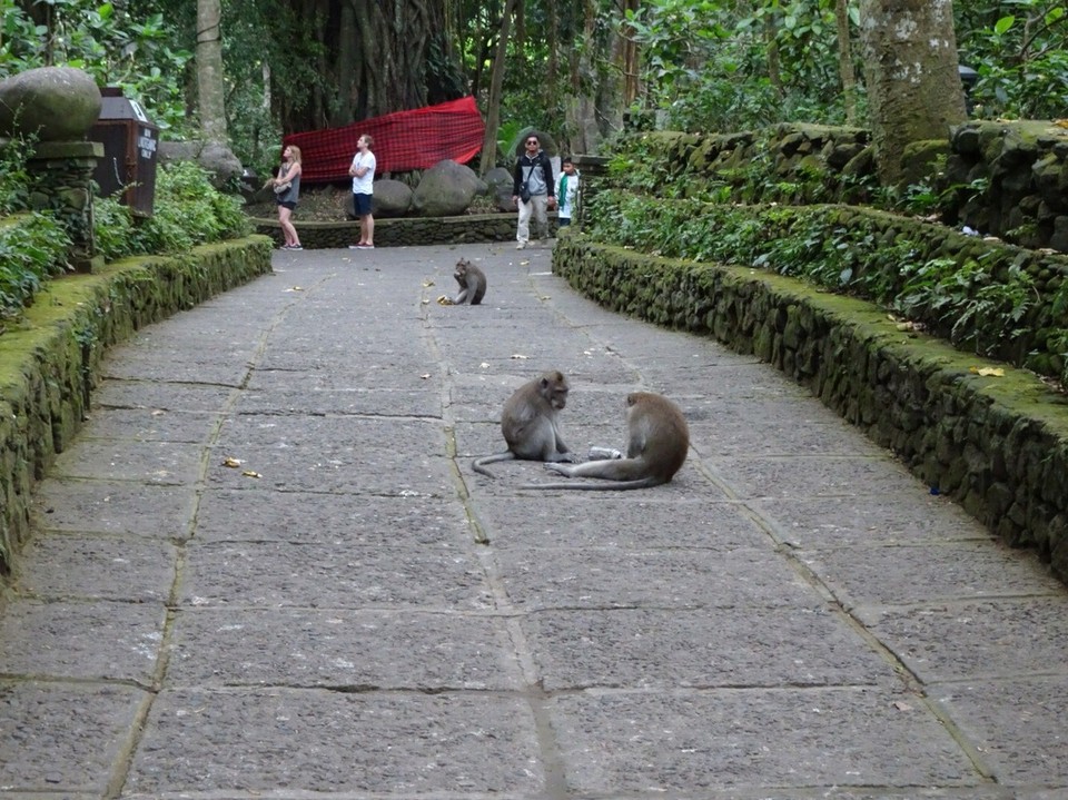 Indonesia - Monkey Forest - 