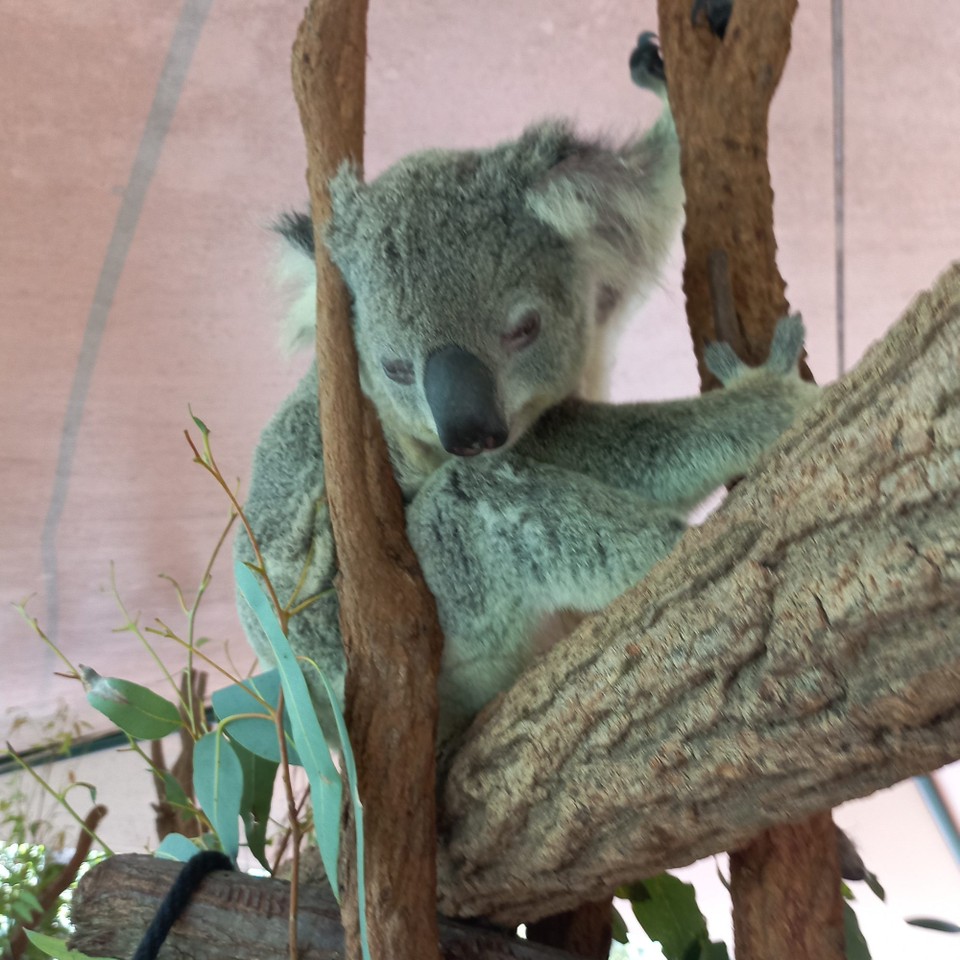Australien - Brisbane - 