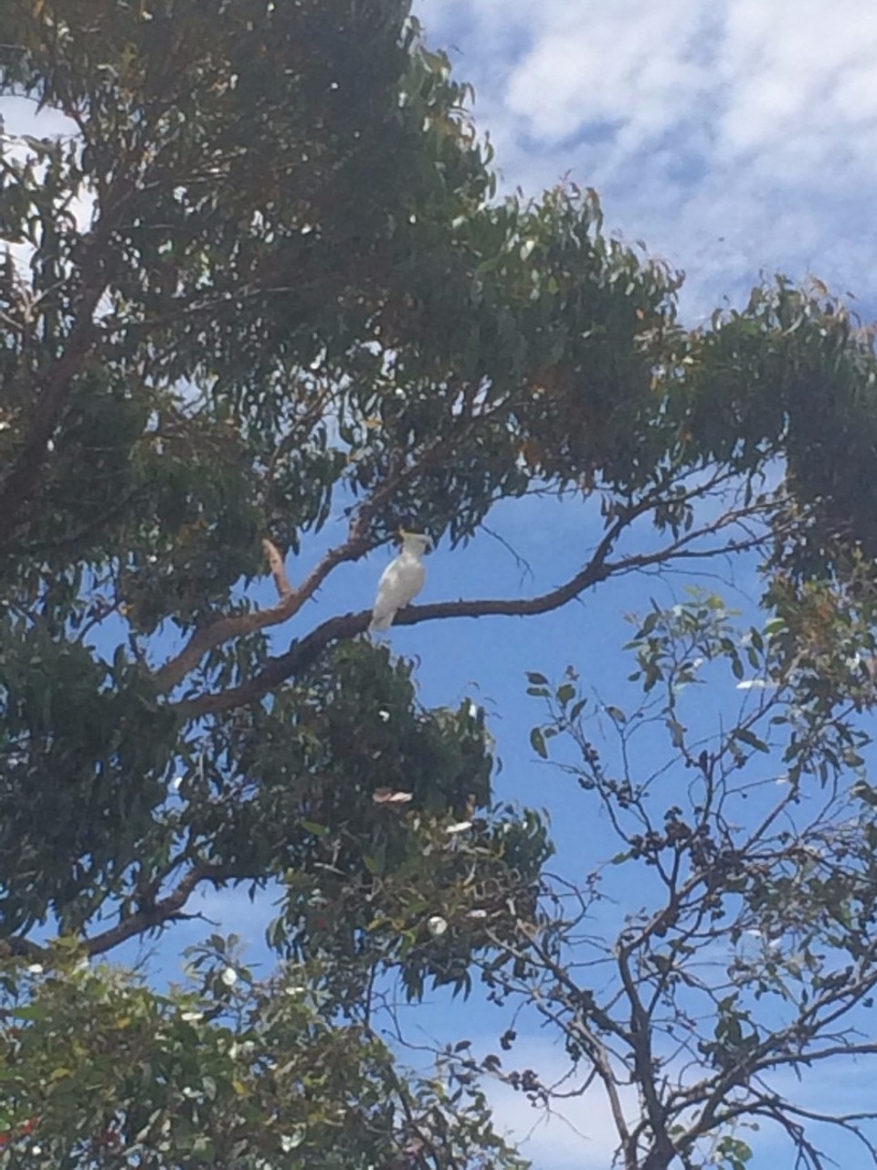 Australia - Glenisla - A cockatoo. They're so pretty! And a lot bigger than I thought... And so bloody noisy!