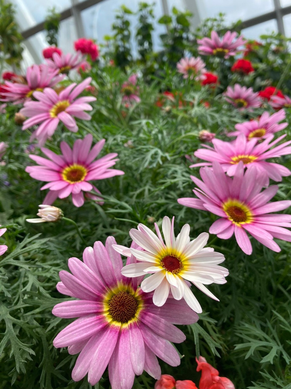 Singapur - Singapur - 