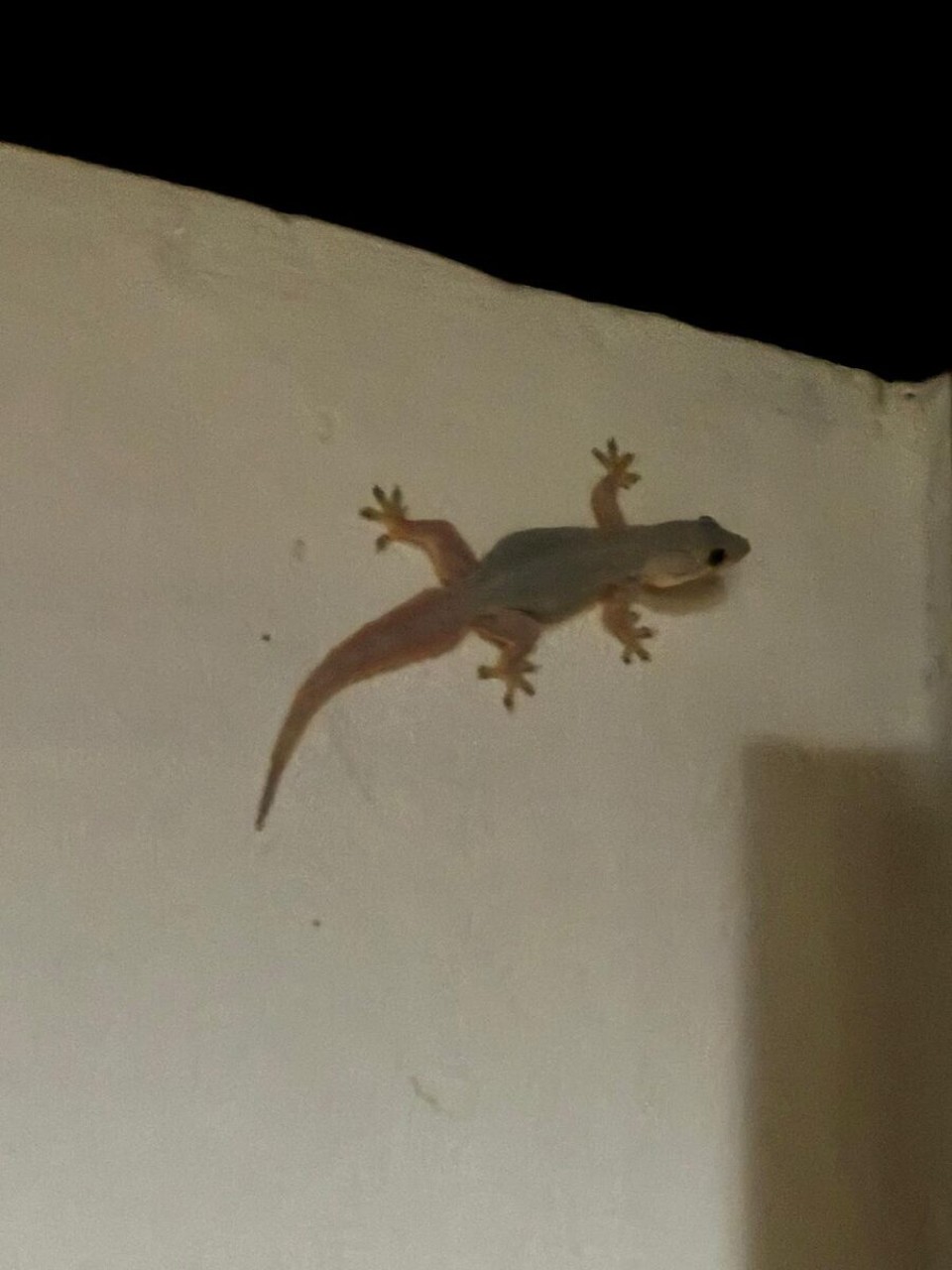 Indonesien - Karangasem - Gecko, was dia füra Lärm macha chönd... vorallem wema schlofa will.