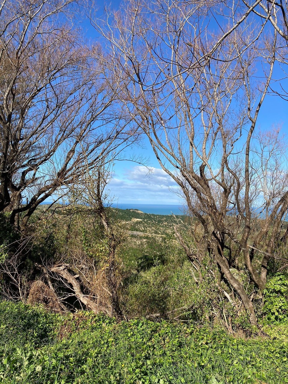 Neuseeland - Napier - Ein Stopp am Straßenrand mit super Aussicht 🤩