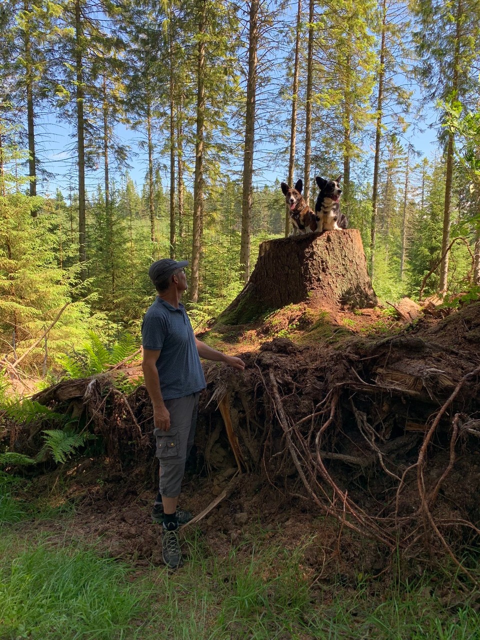 Vereinigtes Königreich - Huntly - Im The Bin Forest gah loufe u dr bislang gröscht Strunk erchlätteret💪
