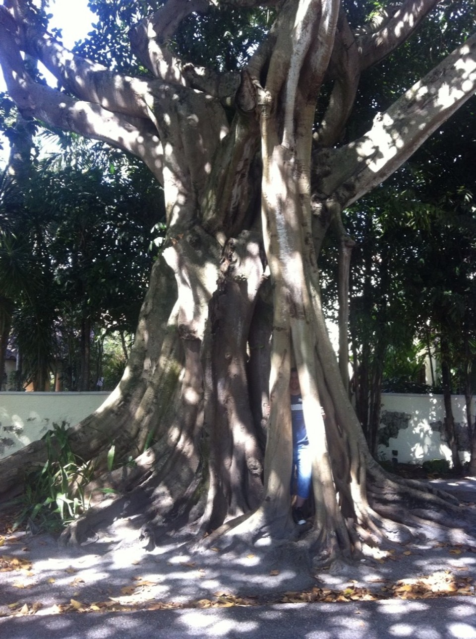 Egyesült Államok - Coral Gables - 