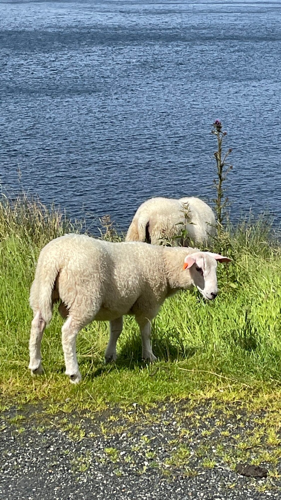 Norwegen - Spjelkavik - 