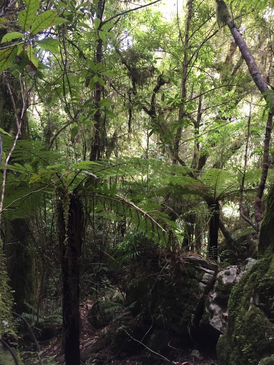 Neuseeland - Oparara River - 