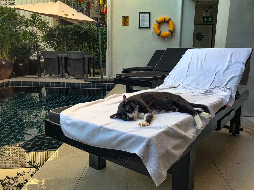 Thailand - Chiang Mai - Dieser Moment, in dem du erkennst, dass das Freigeben der Sonnenliege, um kurz auszutreten, ein Fehler gewesen sein könnte.