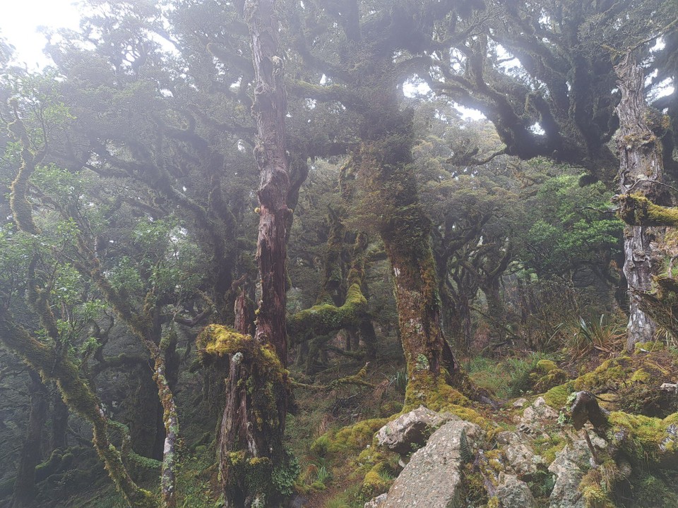 Neuseeland - Te Aroha trail PK - 