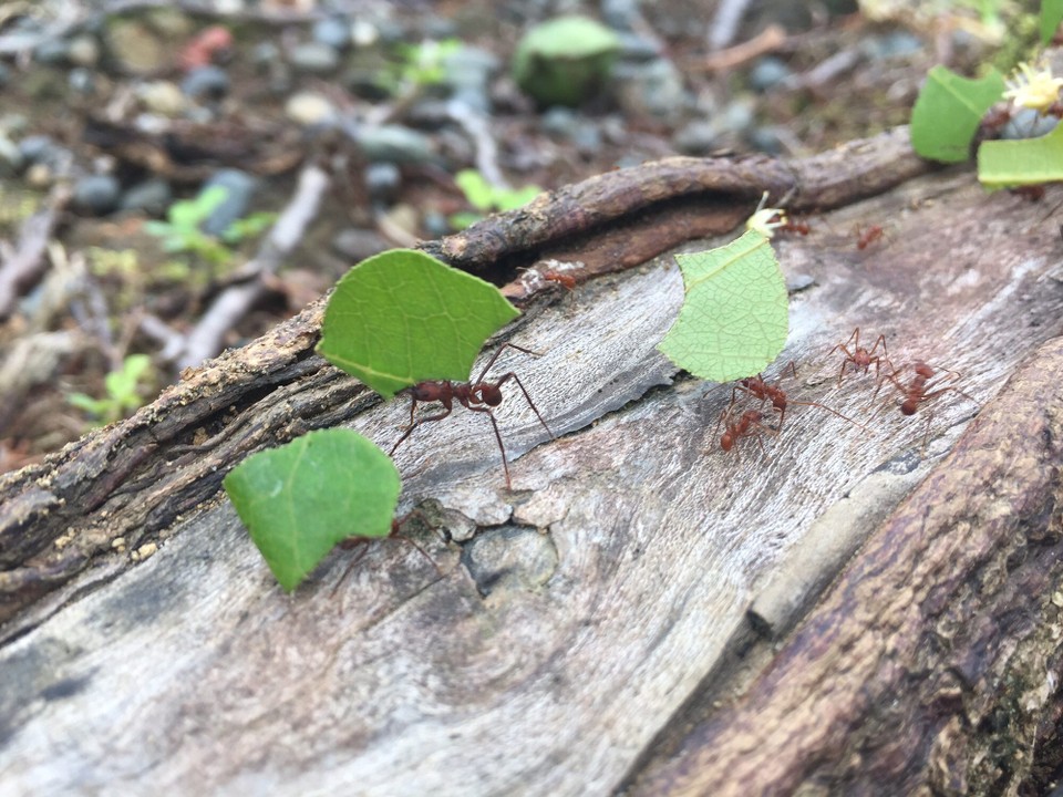Costa Rica - Osa - Blattschneideameisen bei der Arbeit 