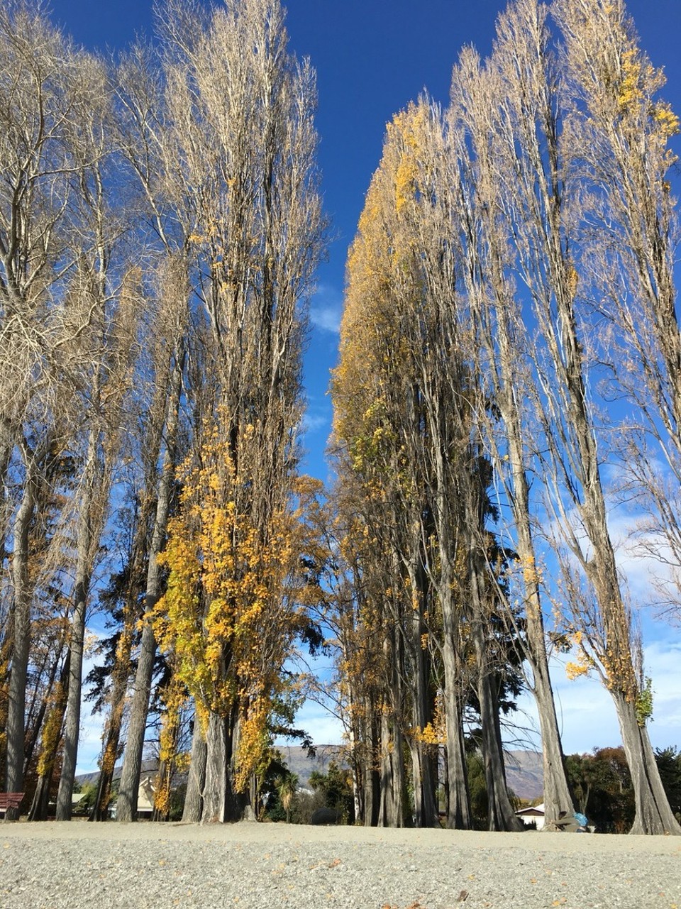 New Zealand - Wanaka - Herbst ist einfach eine schöne Jahreszeit- mancher widerspricht mir hier vllt aber für mich ist es einfach so 