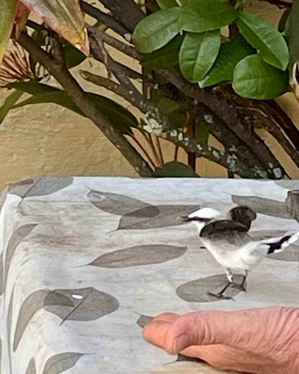 Brasilien - Salvador - 