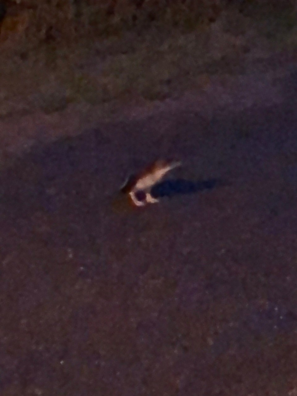 Neuseeland - South Hill - 