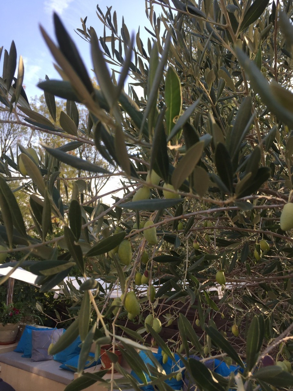 Frankreich - Grimaud - hmmm, lecker! Oliven auf unserer Terrasse.
 Wenn sie reif sind, müssen wir unbedingt wieder kommen ;-)