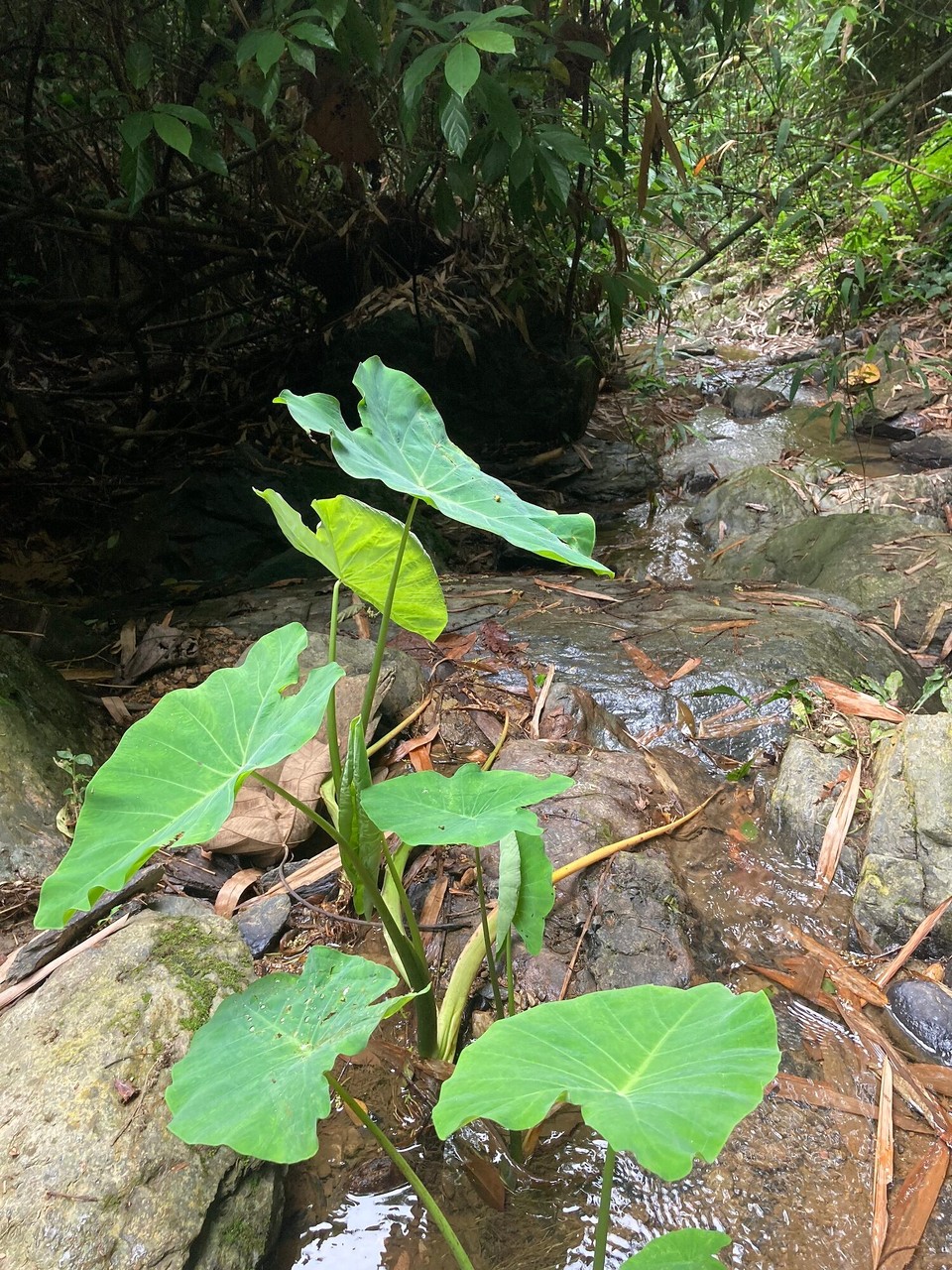 Laos - Ngoi - 