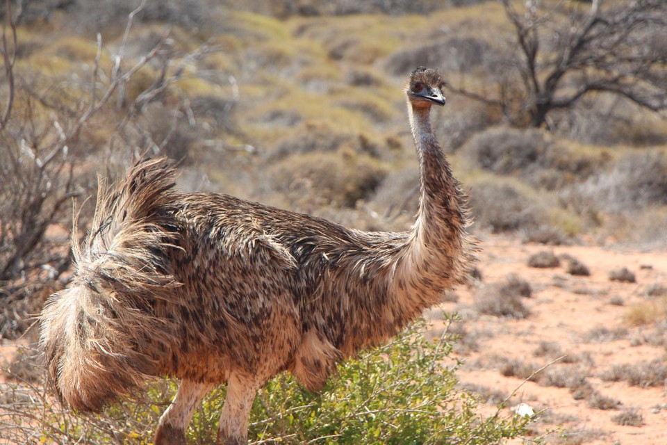 Australien - Macleod - 