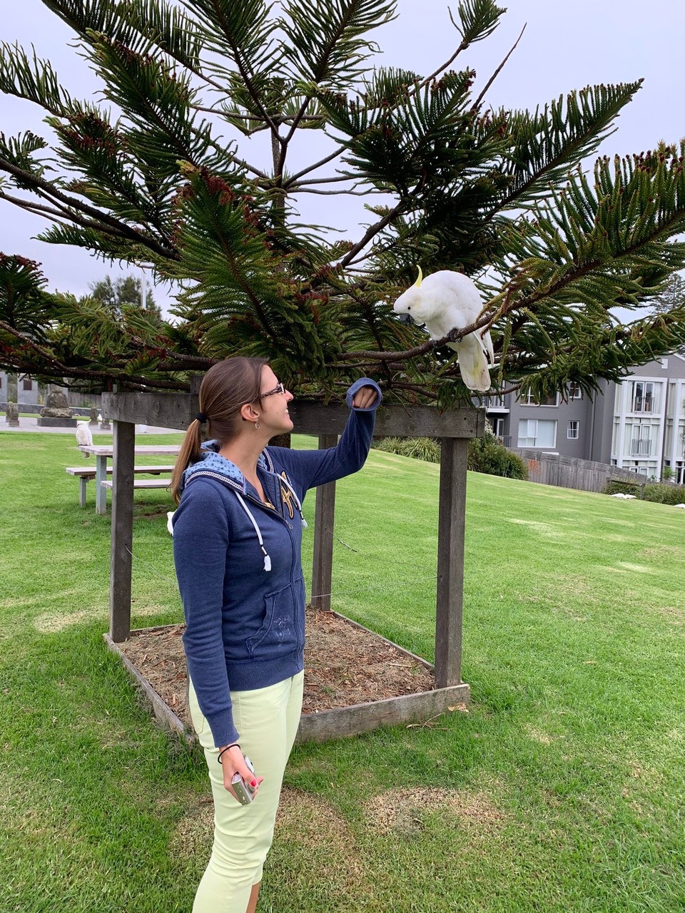 Australien - Apollo Bay - Zutrauliche Kakadus🤩