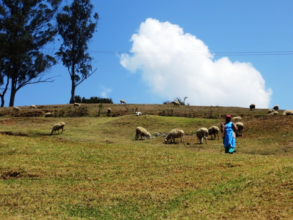 Indien - Sholur - 