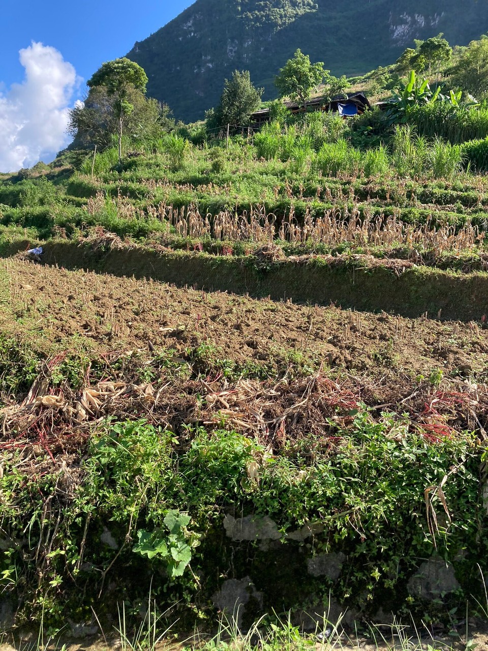 Vietnam - Yen Minh - Ernte läuft auch hier