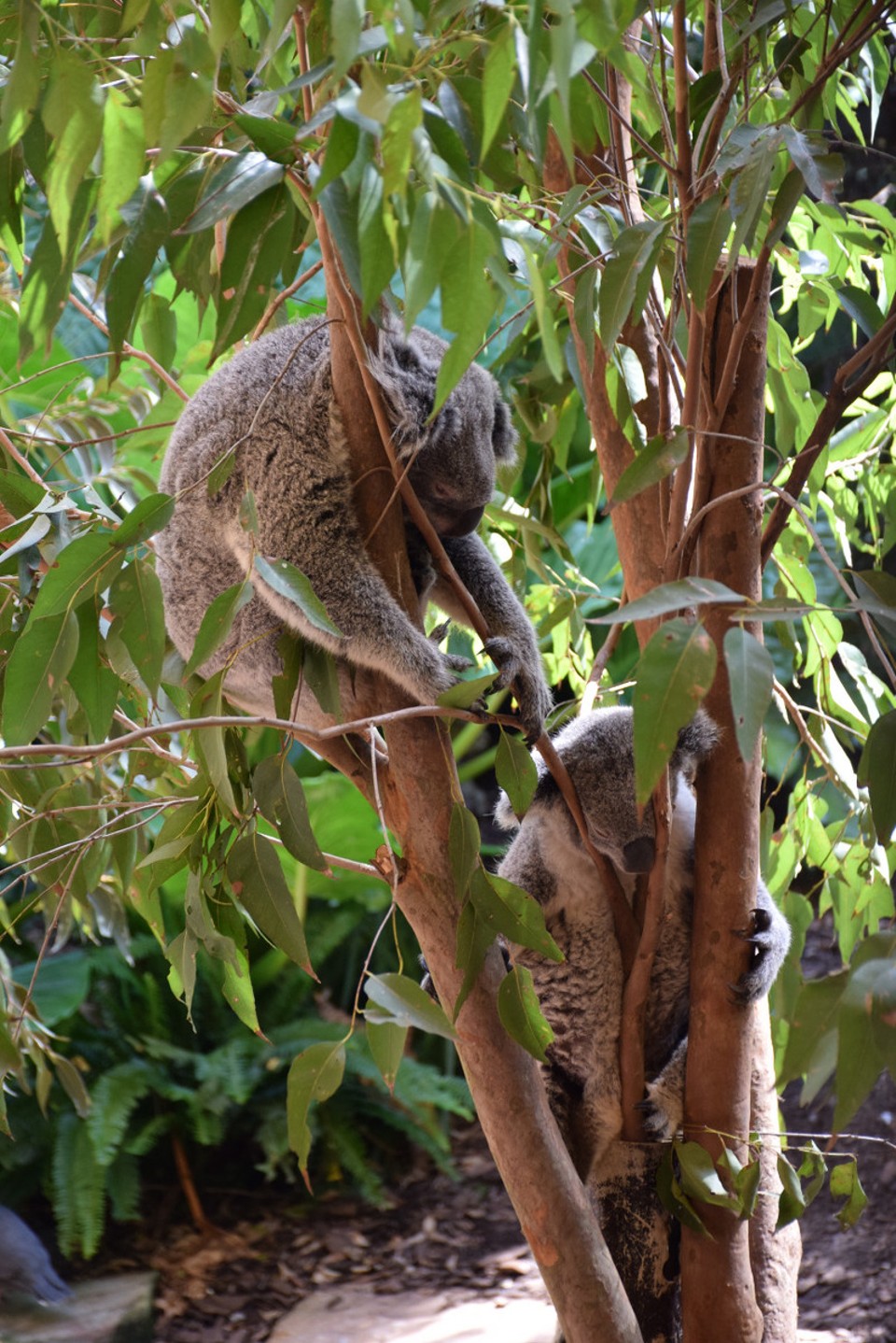 Australien - Newcastle - Chillin' the life!