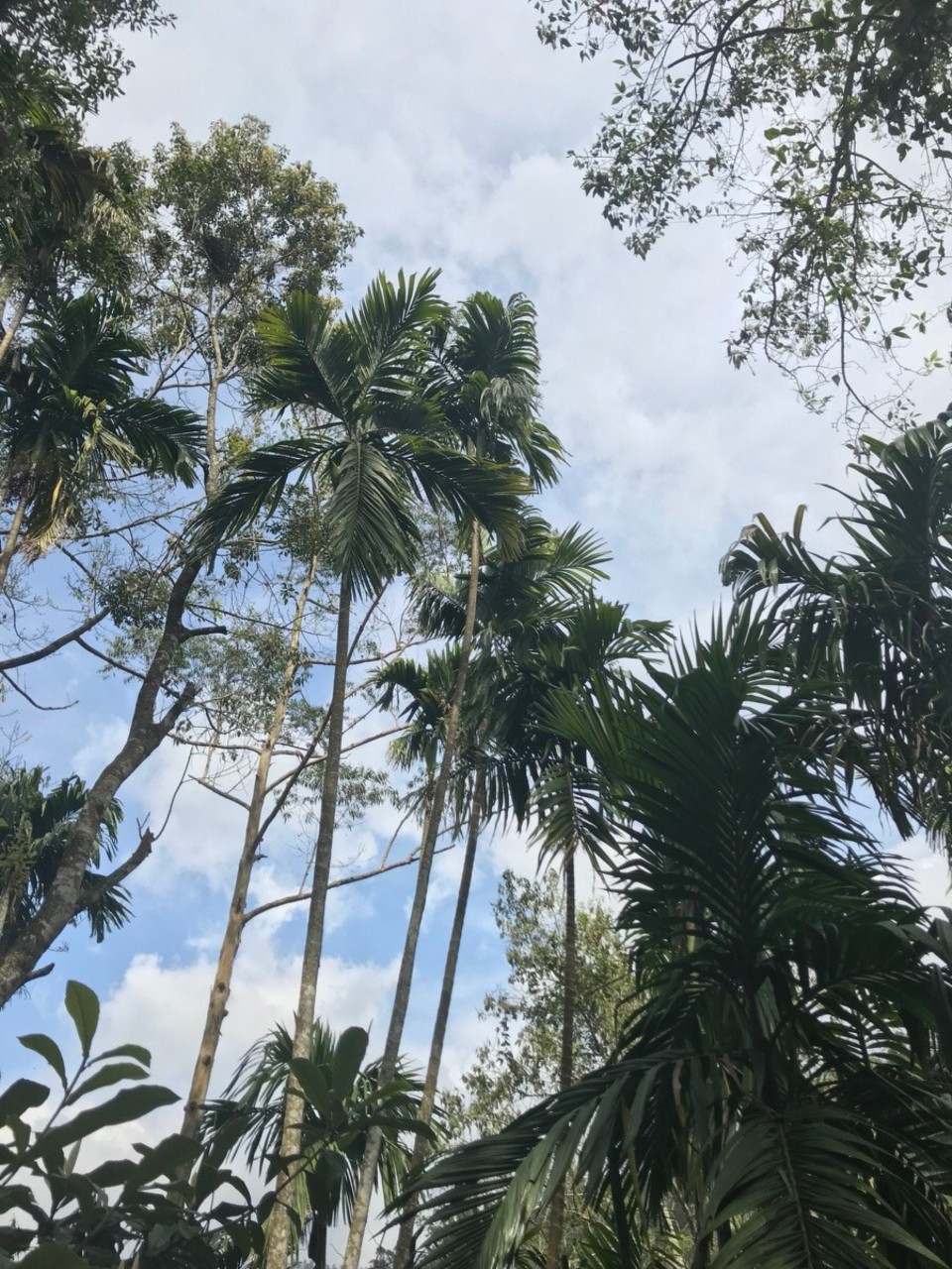 Sri Lanka -  - 