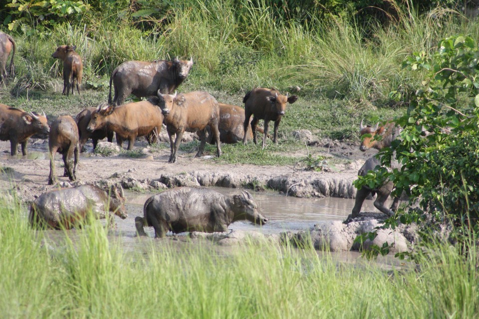 Gabun - Lopé National Park - Lope NP