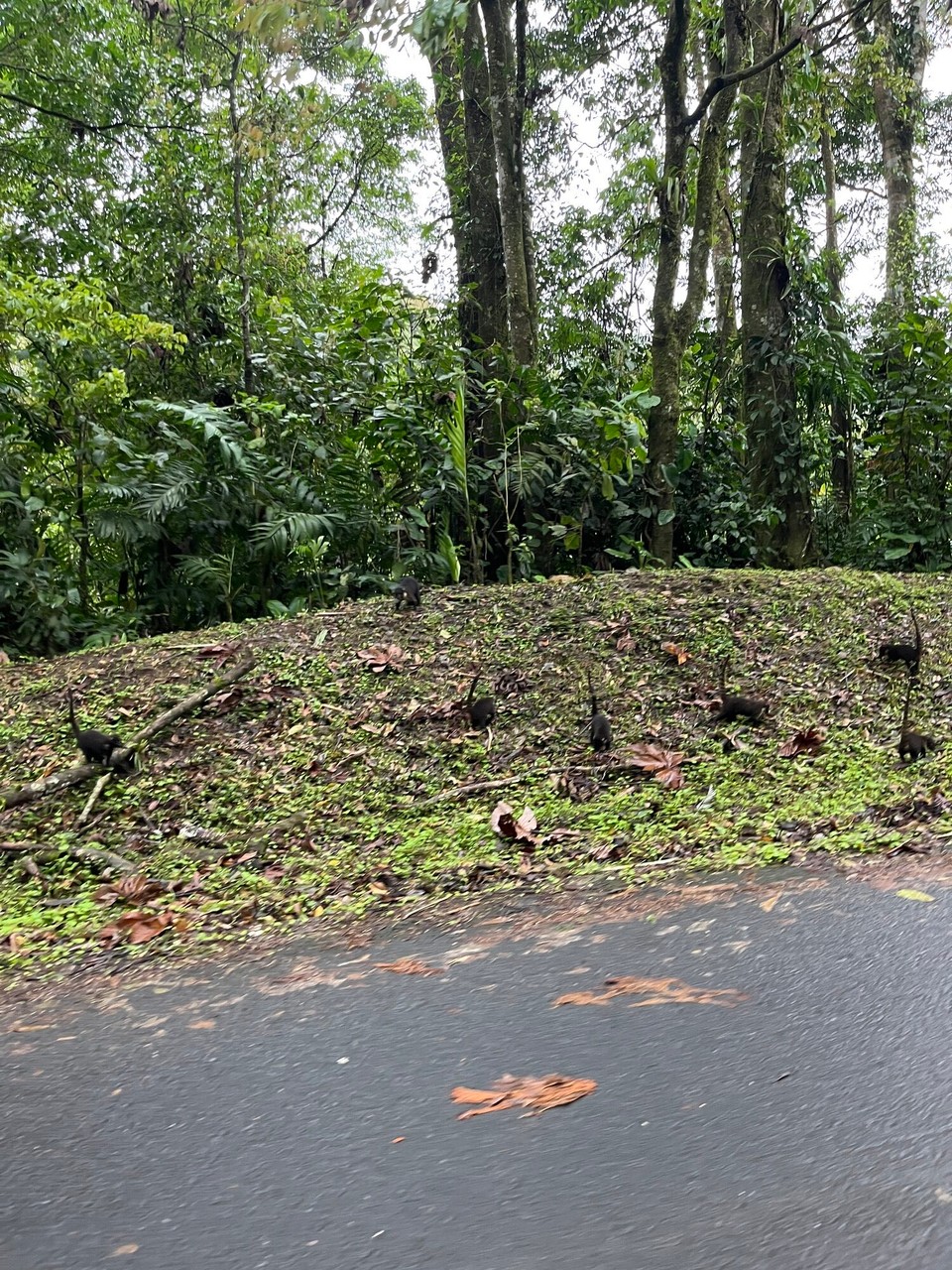 Costa Rica - Santa Elena - Eine Gruppe Nasenbären blockiert die Straße.