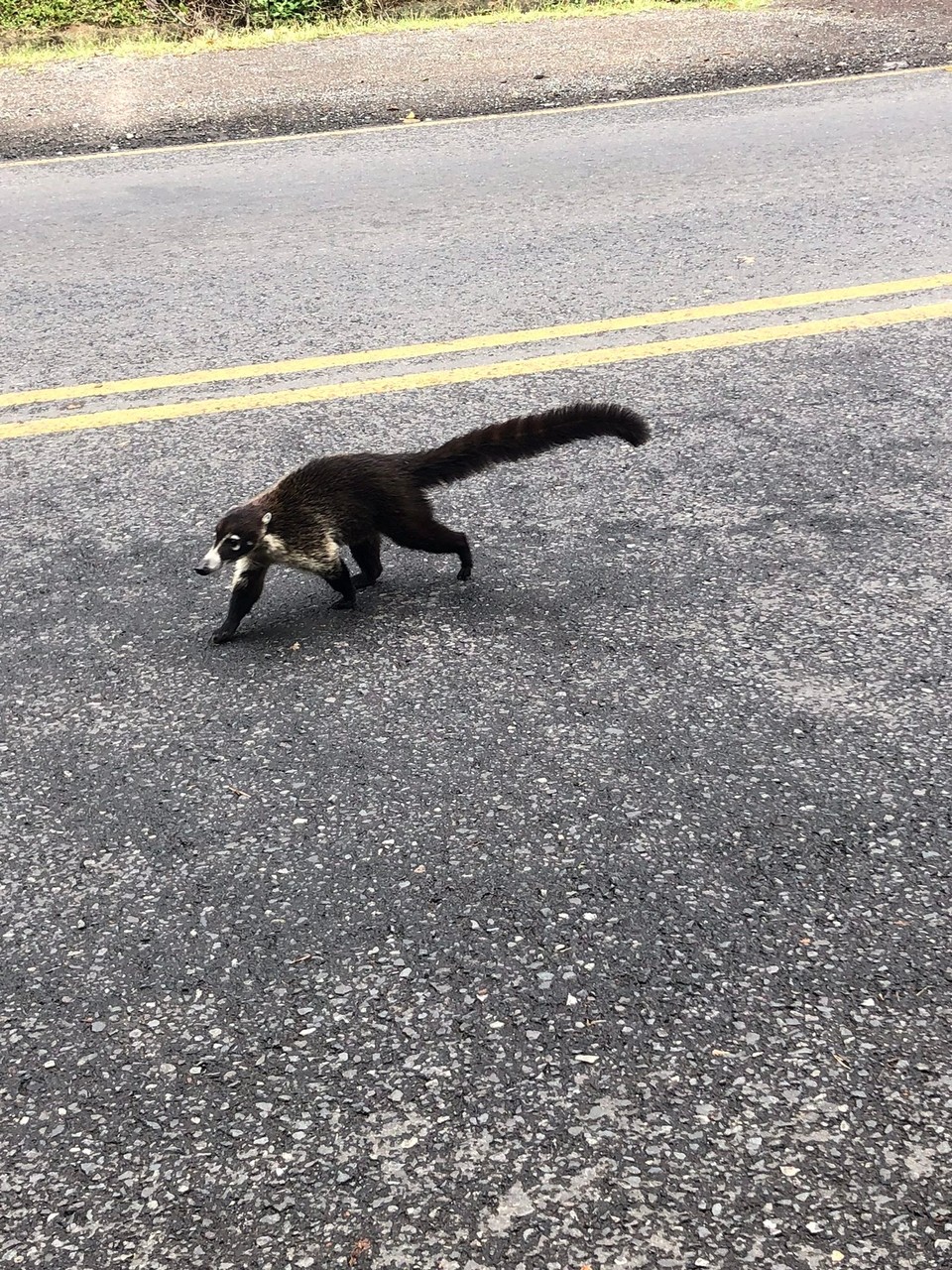 Costa Rica - San José - Wir sind gemütlich auf den Trottoir am laufen, als plötzlich ein Nasenbär an uns vorbeiging. Er war mega zutraulich. Mit der Schnauze stupste er meine Schwester sogar an. Natürlich berührten wir in nicht.