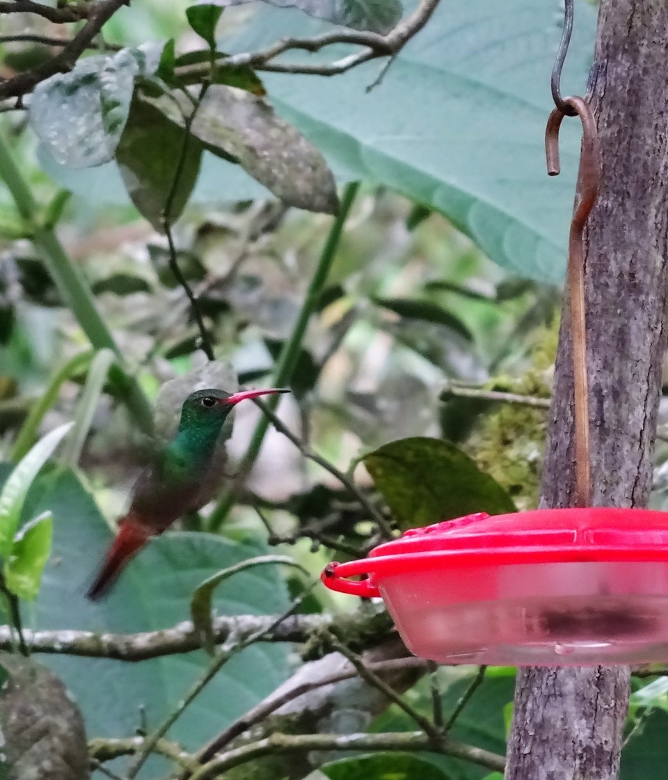 Ecuador - Mindo Valley - Hummingbird