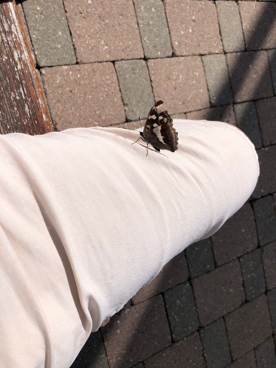 Deutschland - Oberstdorf - Der etwas angegriffene Schwalbenschwanz
Ihm  gefällts auf meiner Hose!