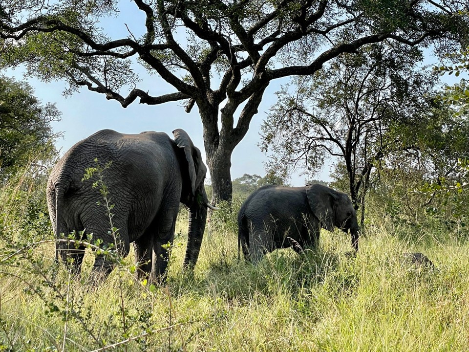 Südafrika - Skukuza - 