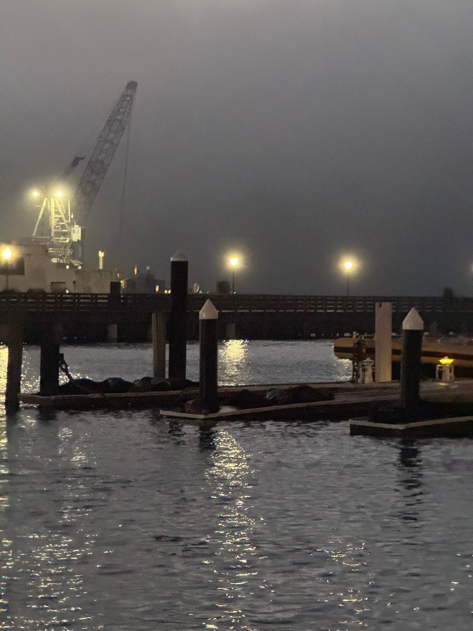 Vereinigte Staaten - San Francisco - Am Hafe hets no Robben gha.🦭☺️ (Sie ligged ufem Stääg)