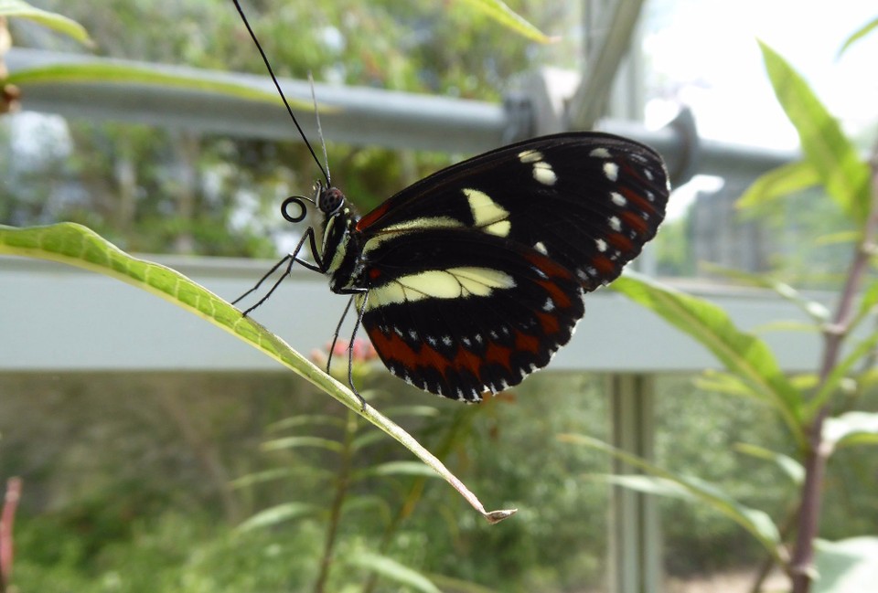 Ireland - Malahide - We loved the butterfly house.