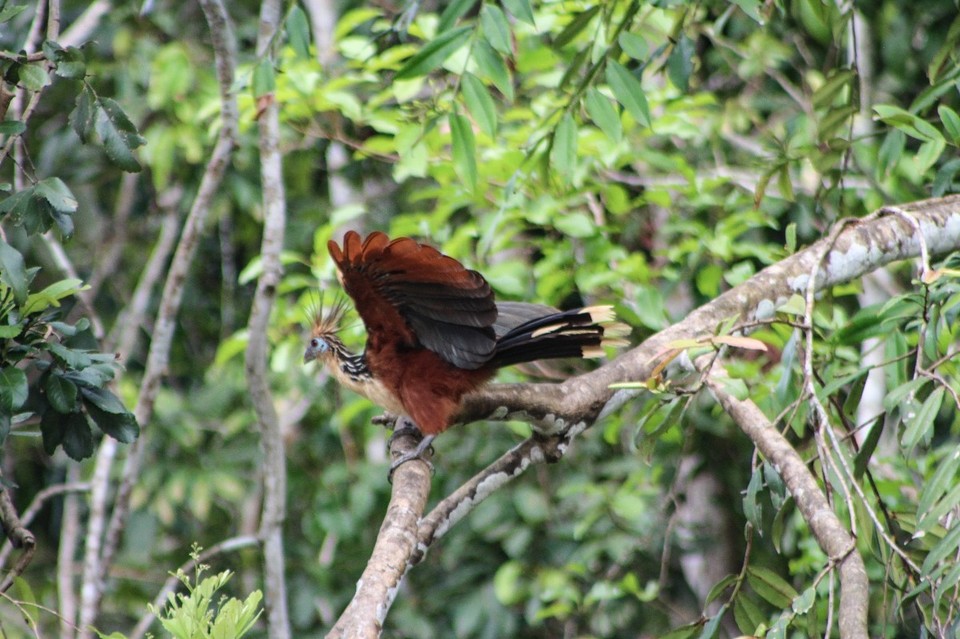 Peru - Puerto Maldonado - 