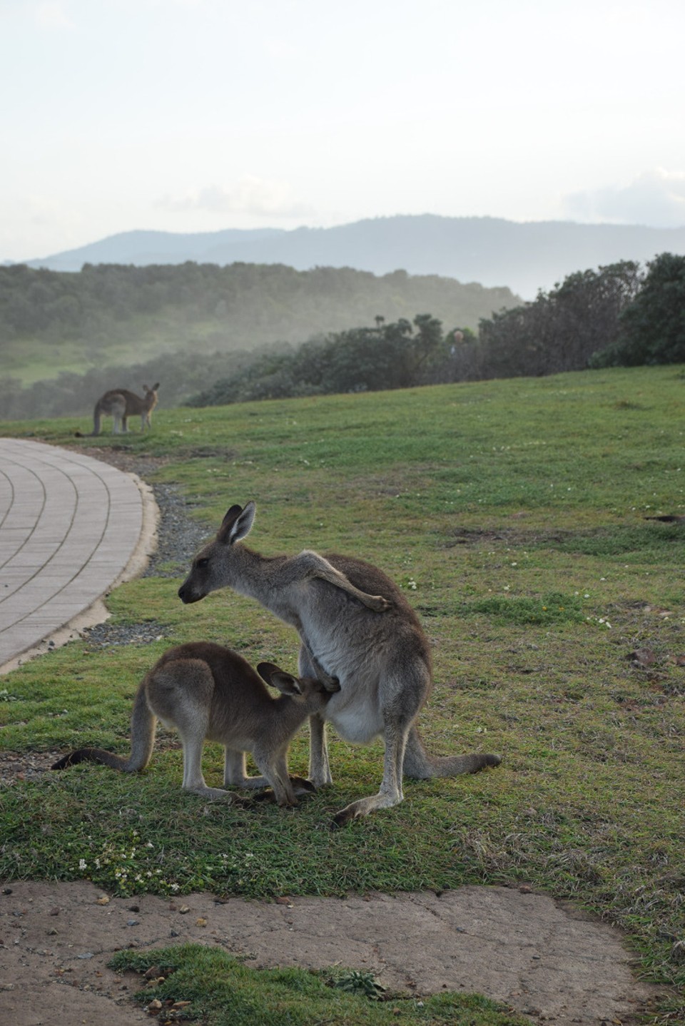 Australien - Coffs Harbour City - Ein Jungtier trinkt einen Schluck Milch aus dem Beutel seiner Mutter
