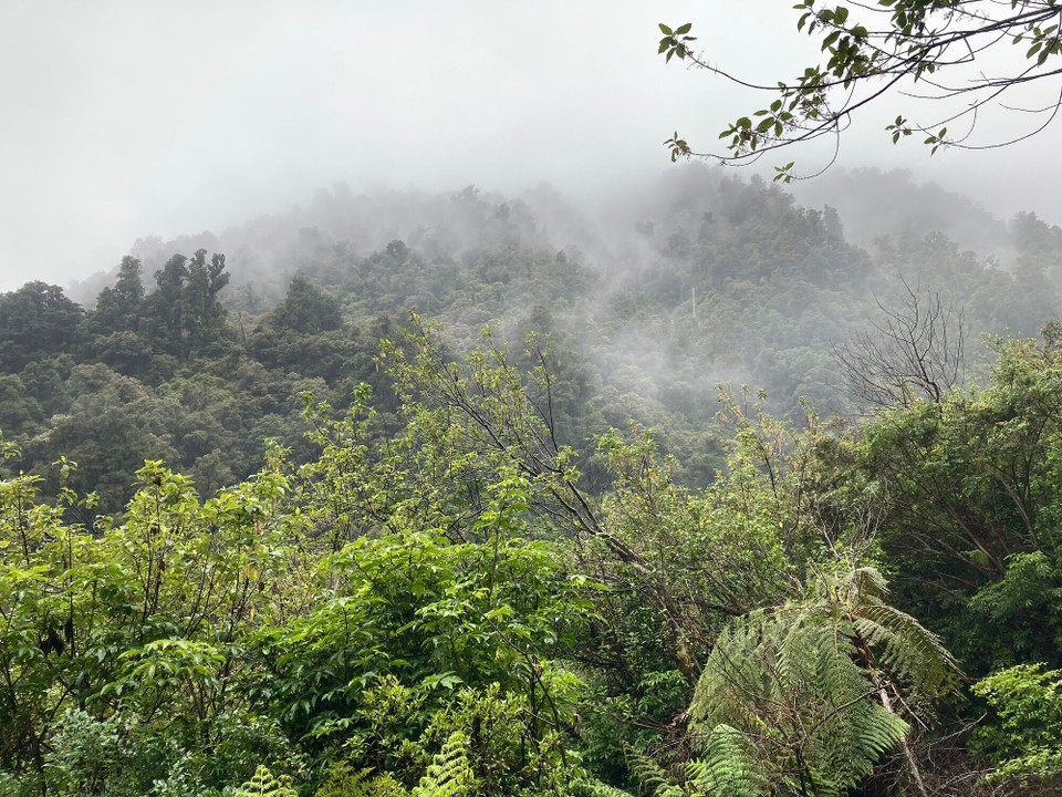 Neuseeland - Westland National Park - 