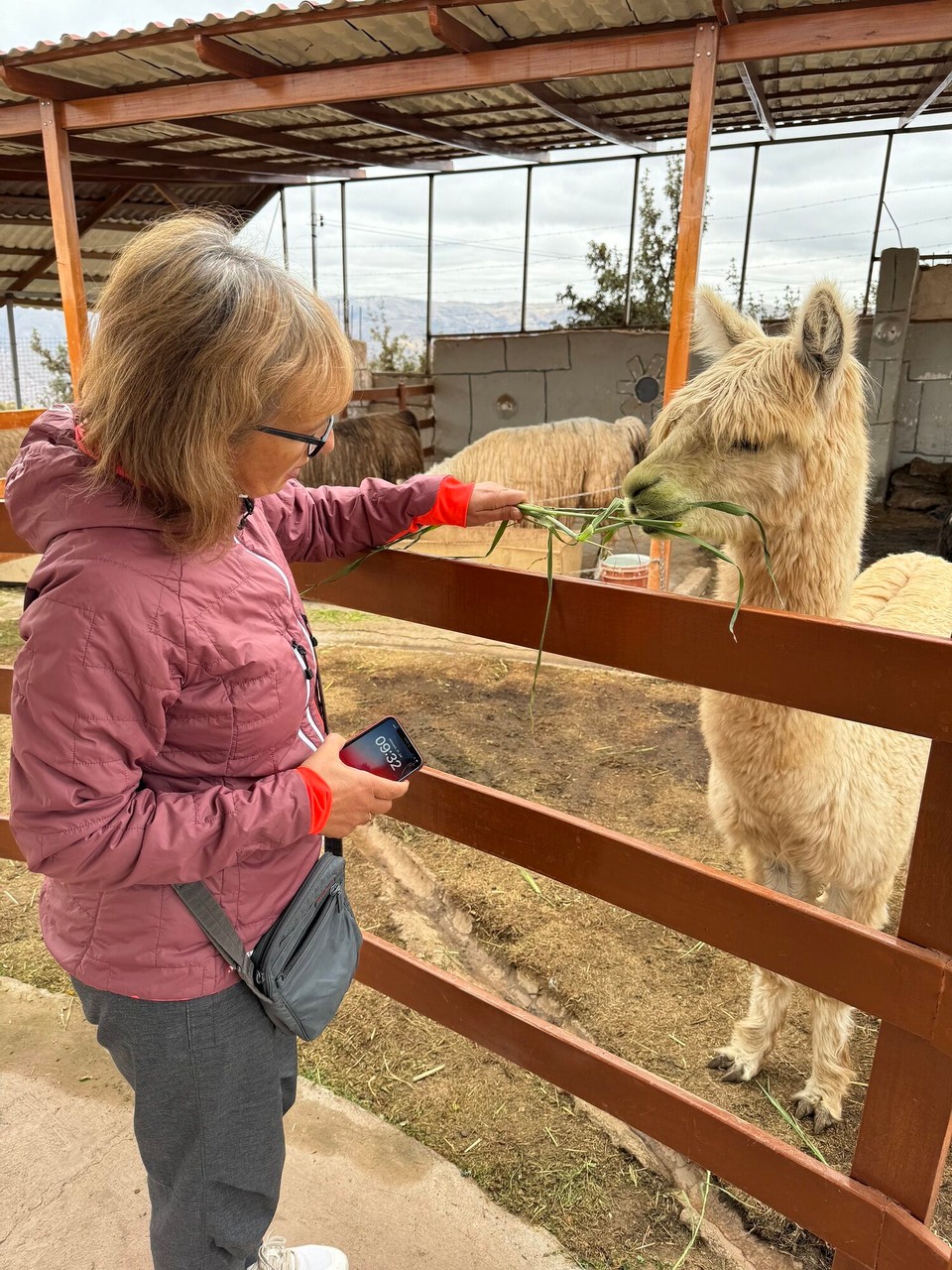 Peru - Cusco - Lamafütterng