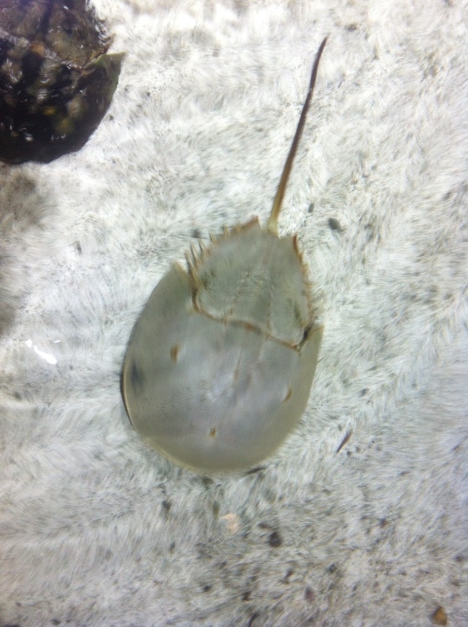 Egyesült Államok - Key West - 