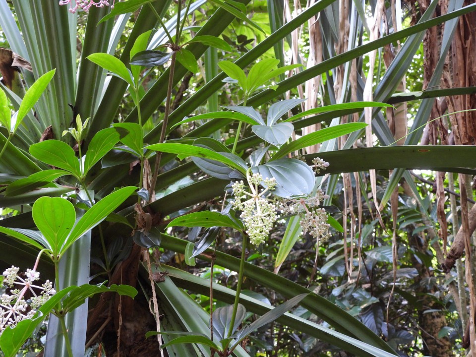 Madagaskar - unbekannt - 