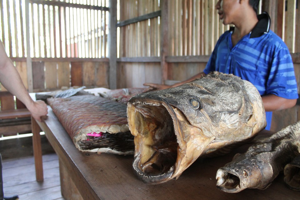 unbekannt - Rio Javari - Pirarucú - der größte Knochenfisch - schmeckt auch ganz gut