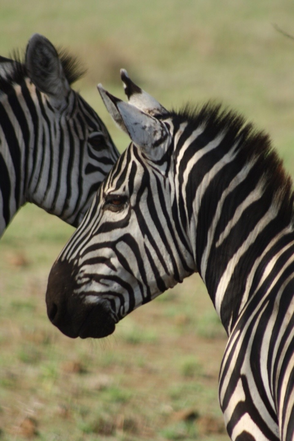 Kenia - Taita - 