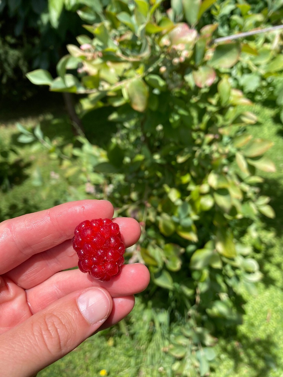 Neuseeland - Picton - Loganbeere, die erste reife Frucht am Strauch 😊