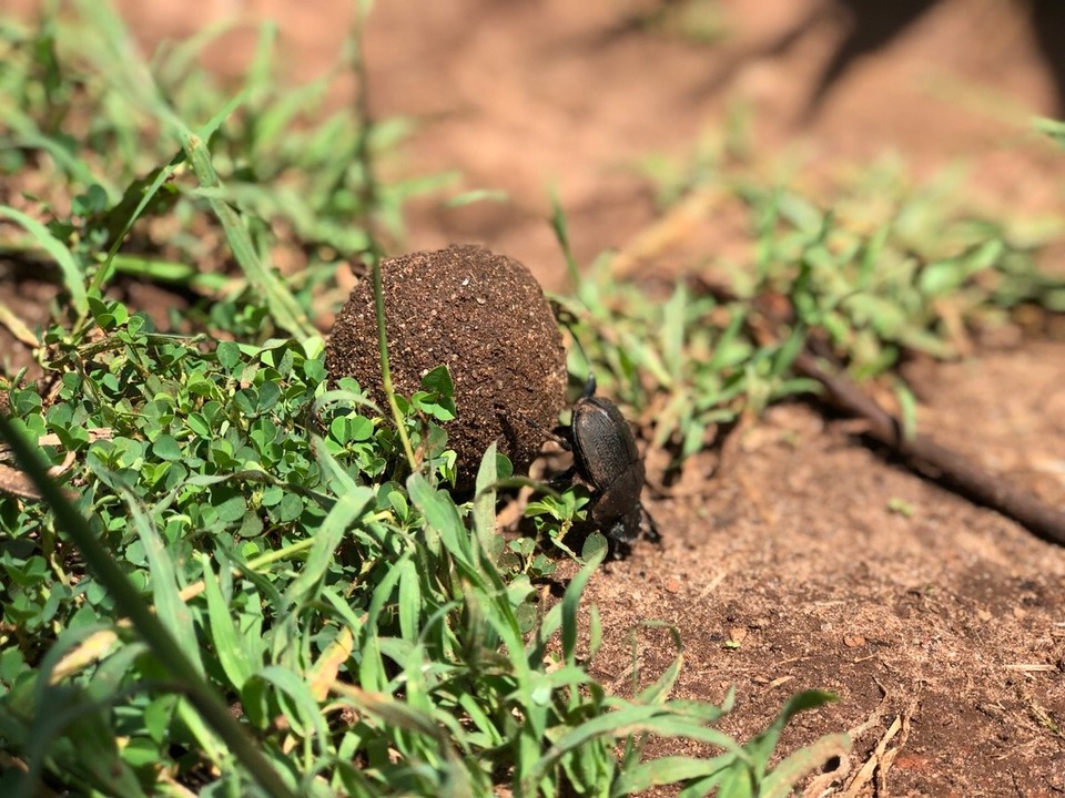 Kenia - Kwale - 