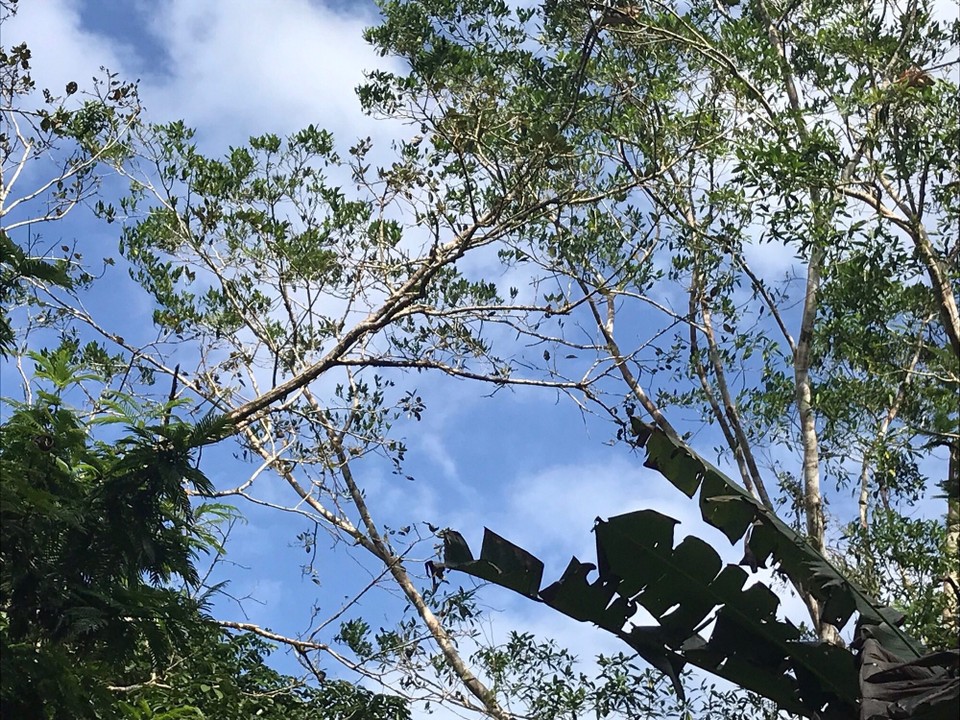 Costa Rica - San Carlos - 