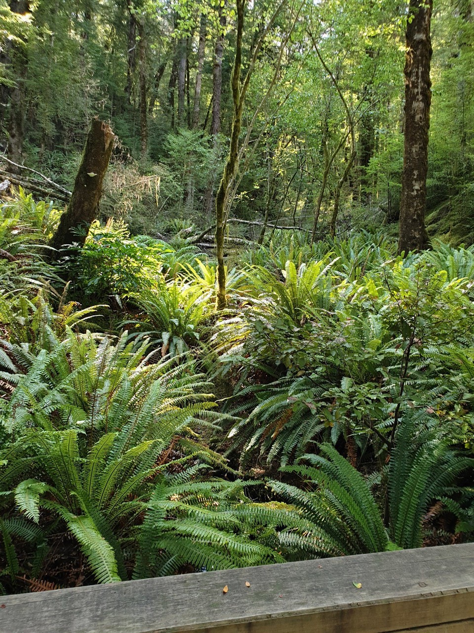 Neuseeland - unbekannt - 