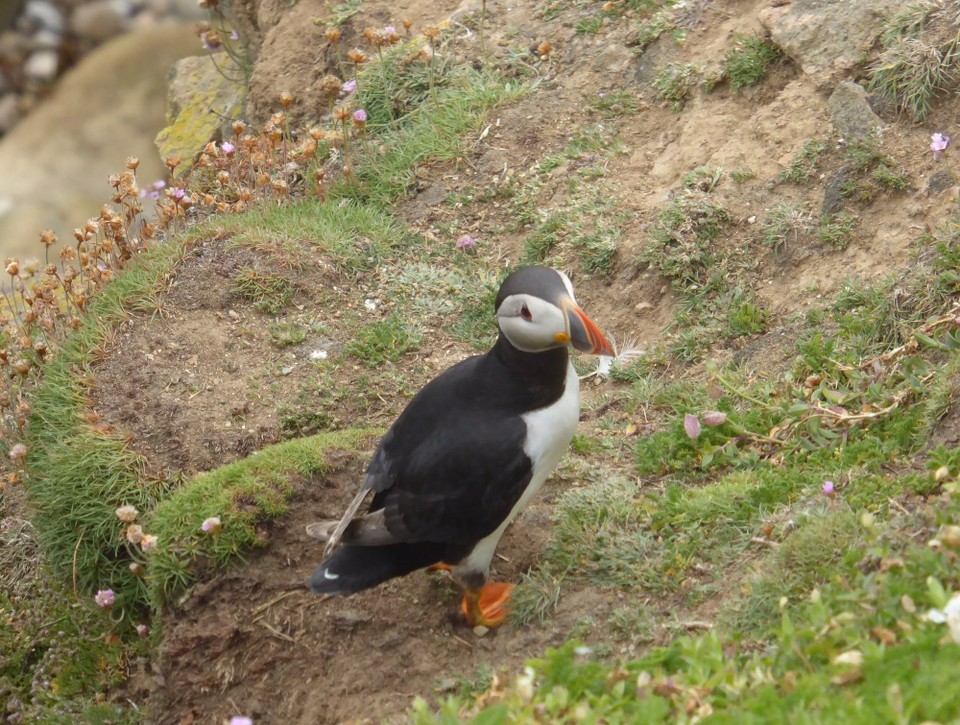 Ireland - Kilmore Quay - And of course the star of the show: puffins! They are so photogenic, and are quite happy to be watched and photographed.  We think these are Atlantic Puffin.