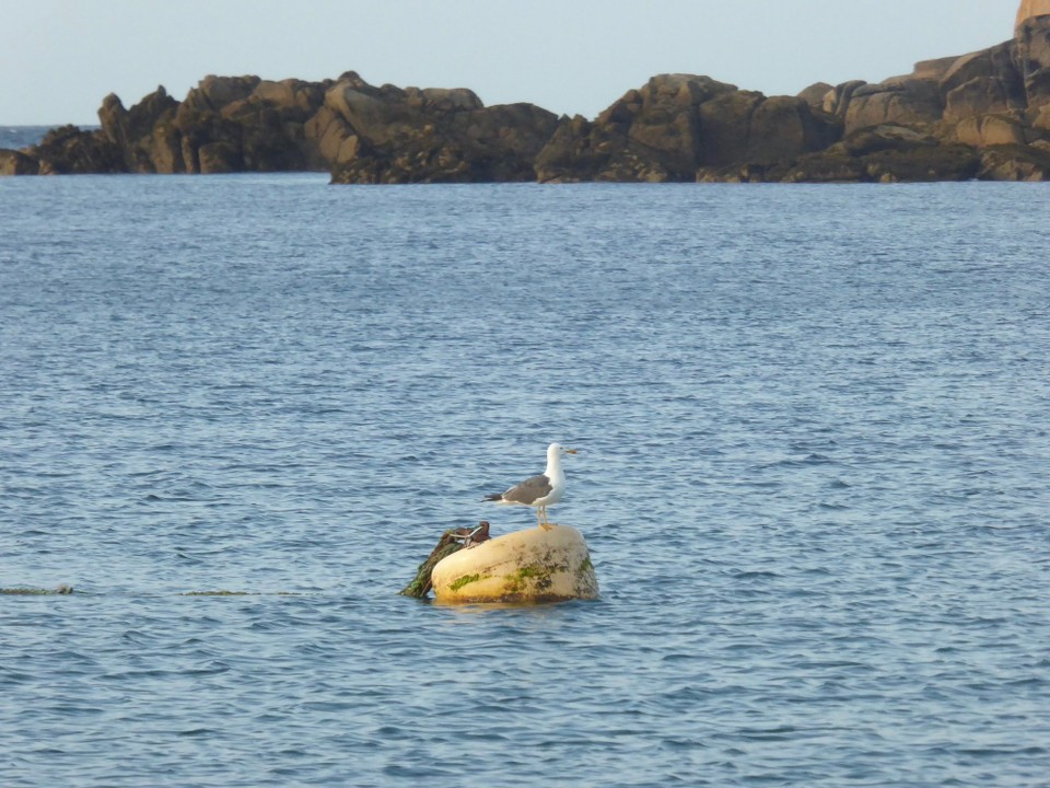 United Kingdom - Falmouth - The swell is tide dependent, and does reduce as the tide recedes, so we must have slept a little in the early hours, as when we awoke, the other 4 boats in the cove had already set off for France, and we hadn’t heard a thing!