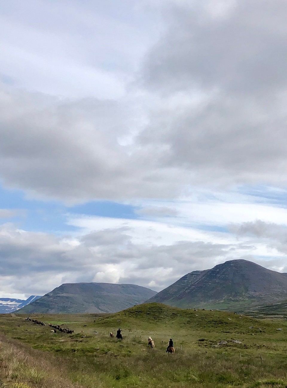 Island - Sveitarfélagið Skagafjörður - Beeindruckend gross diese Herde. 🤪👍