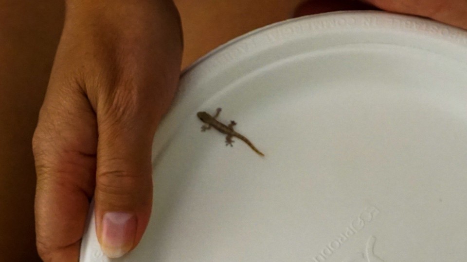 USA - Hilo - Nachts fällt mir ein Gecko auf Auge. Wer von uns hat sich wohl mehr erschrocken?